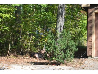 Property photo 32 - REAL ESTATE AUCTION IN ALLEN CO., INDIANA